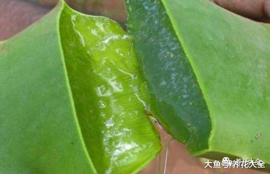 用芦荟叶子给其他花治病, 还有这种养花法?