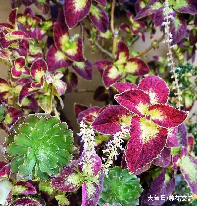 在室内养的彩叶草也能开出灿烂的花朵, 讨人喜欢的观叶植物
