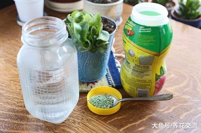 没想到球兰还有卷叶的品种, 养成吊盆植物观赏性提高一个档次