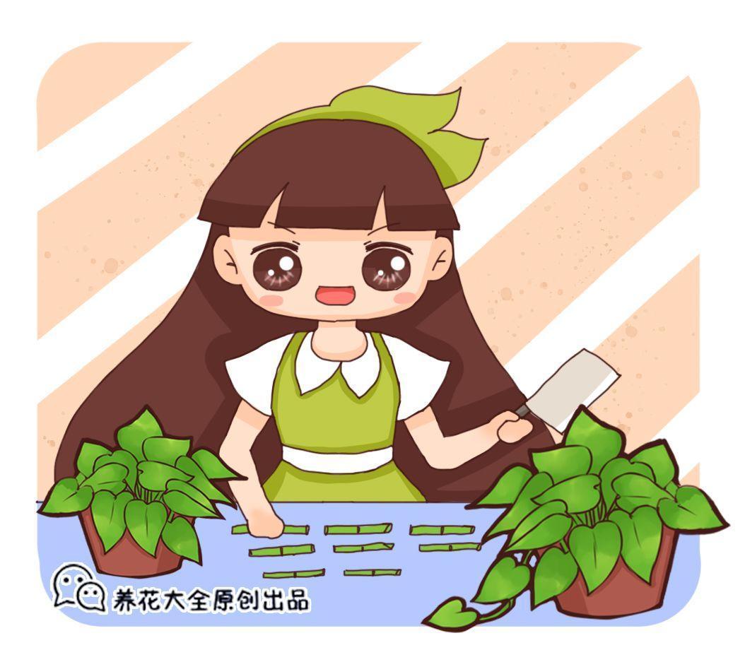 掰根绿萝枝, 咔咔切8段, 一个月就爆盆!