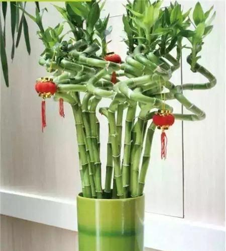 “富人”都在养的“6种”花卉, 养的越多, “财运”越旺!