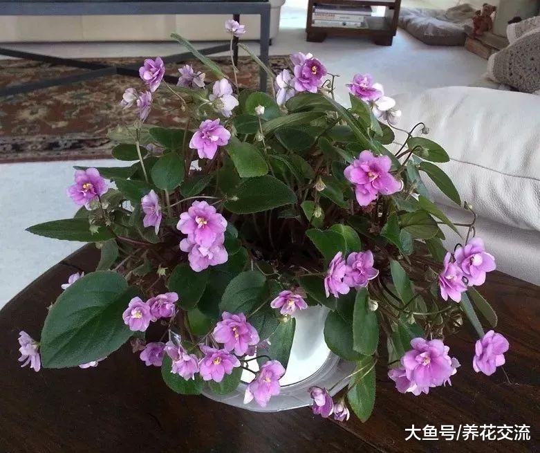 初学者养护非洲紫罗兰盆栽的几个技巧, 花谢后促进再次开花的技巧