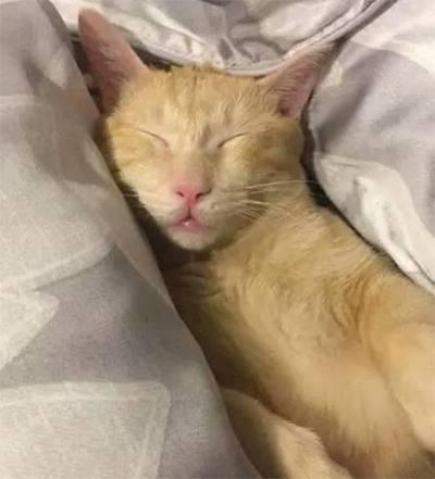 橘猫眼睛太小被嫌弃, 主人帮它装了一双大眼睛, 这画风太辣眼睛!