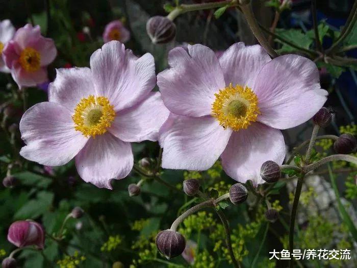 特别耐寒的多年生植物, 北方的朋友也可以将它们养院子里越冬