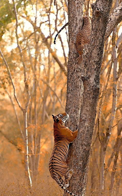 爬树的大猫，看到狮子简直了
