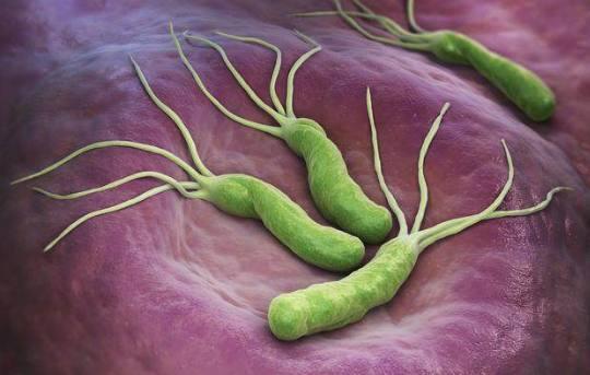 它是天然“养胃药”, 睡前喝几口, 消灭幽门螺旋杆菌, 胃也不疼了