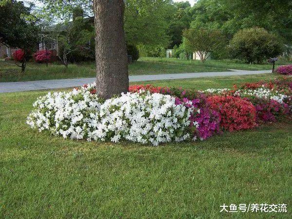 在树荫下布置一些草本开花植物, 整个院子都变得清新迷人