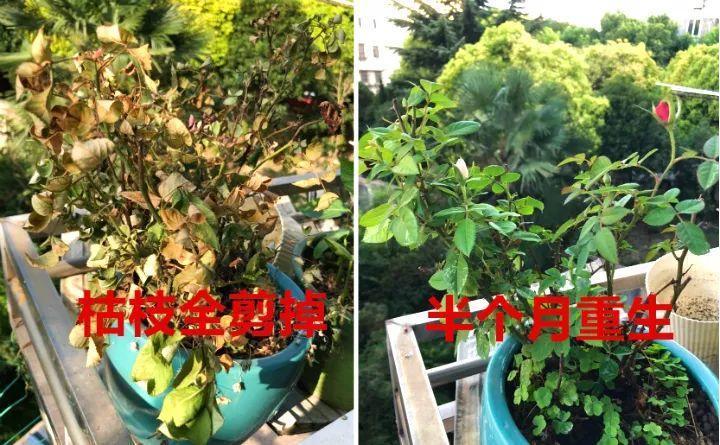 立秋就要做这3件事, 花能狂长肉, 叶子绿的滴油!