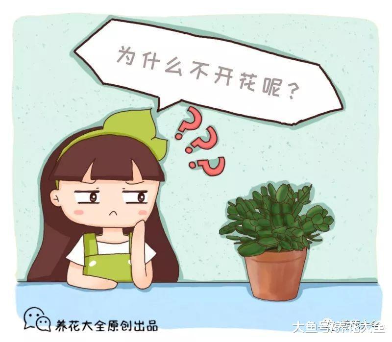 君子兰不开花? 那就给它换个盆, 花叶一起往外长!