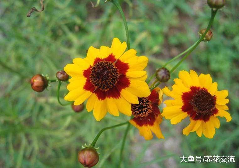 春天在院子里撒上一些金鸡菊的种子, 夏秋季节开出整片金黄色的花