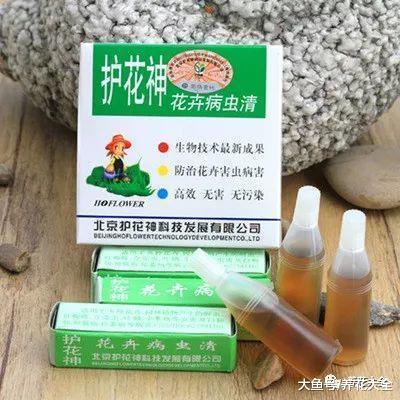 多肉遇虫不要慌, 教你1招, 虫子全部死光光!