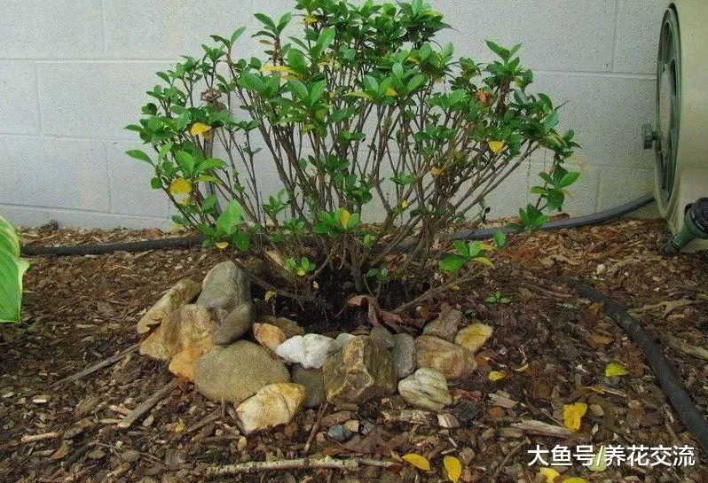 养死盆栽栀子花常见的5个错误操作, 促进常年开花的秘诀