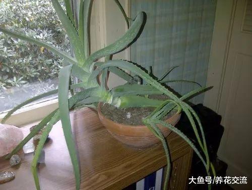 芦荟的叶片变成棕色、变红, 用这种方法就能解决