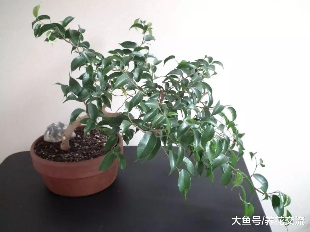 净化空气效果非常棒的小叶榕, 养在家里变成好看的盆景