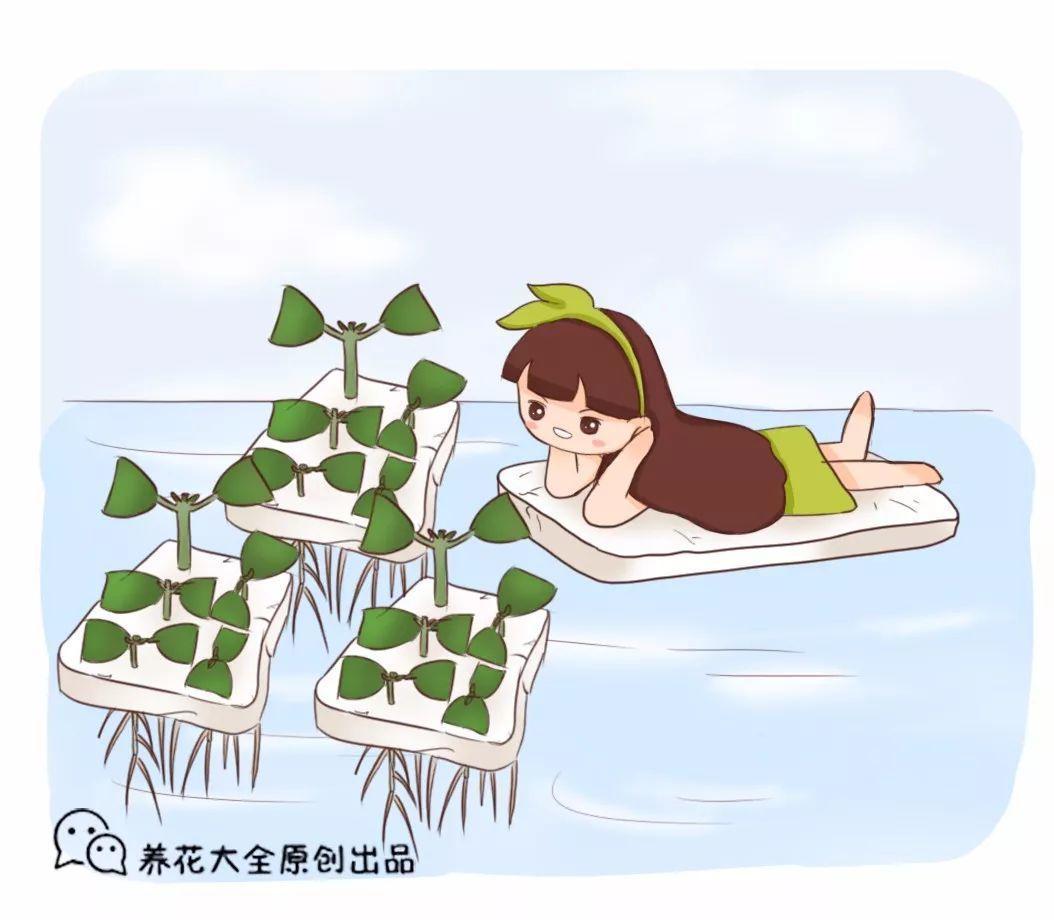 这花才好养, 掐根枝沾点水, 大白根蹭蹭长!