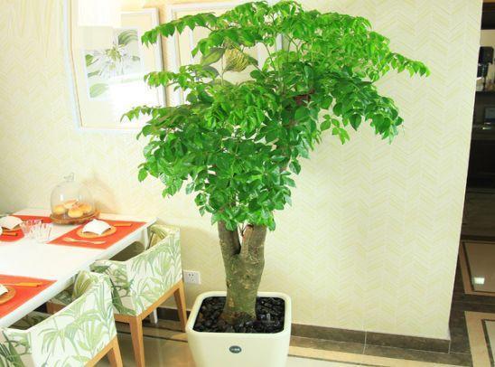 老花匠客厅养花“不随便”, 这4种植物“集福”, 养好能开花!