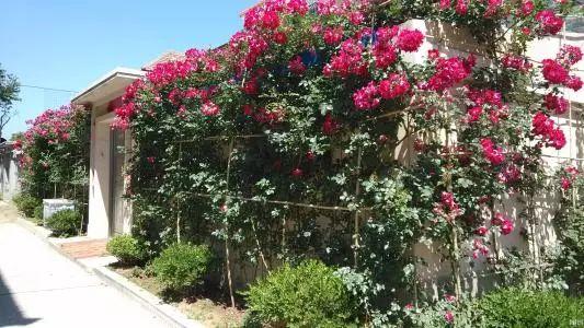 家里有铁栅栏和围墙的千万不要空着, 用来养爬藤植物美到尖叫!