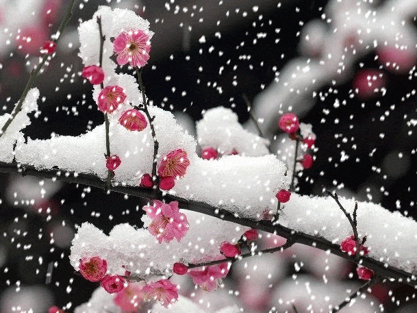 红花白雪, 再冷的天依然傲立枝头, 实属难得一见的美景!