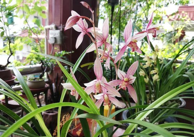 国庆节在农村, 掏了养花“宝贝”, 1分钱不花, 比腐殖土好用10倍