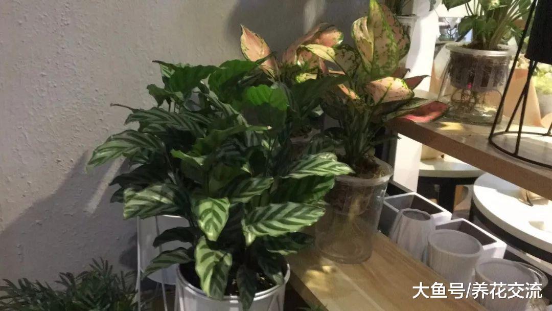 特别耐阴的六种室内植物, 长期养遮阴处也能生长良好