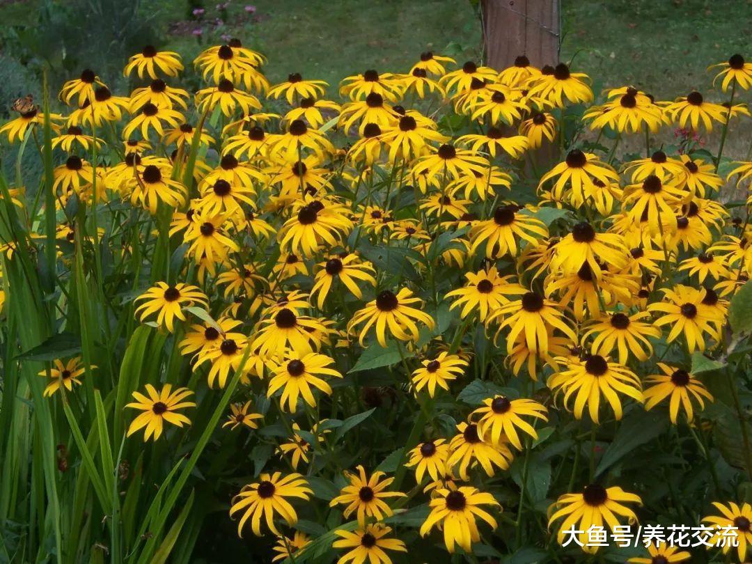 夏季开成五彩花卉的10种花, 在光照充足的地方生长特别旺盛