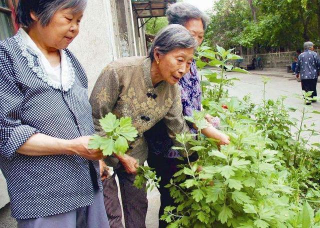 墙角的它煮鸡蛋效果惊人! 60岁大妈吃了7天出现奇迹!