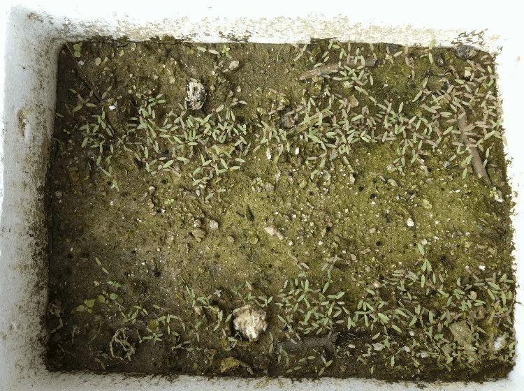 夏天厨房太油腻? 养盆它, 吸油还能做菜吃!