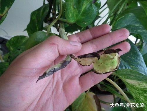 栽培盆栽绿萝用什么土壤最好, 对花盆有什么要求?