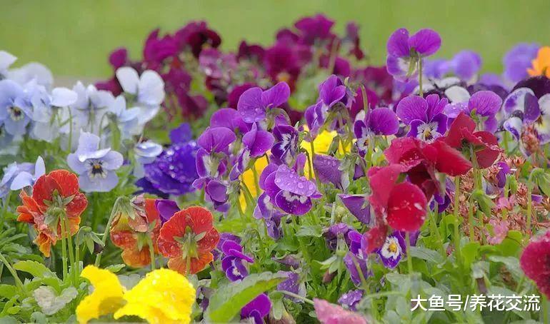 9种在冬春时节开花的草本花卉, 特适合在秋季进行栽培