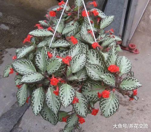 10种适合盆栽养护的耐阴植物, 光线阴凉处也能长旺盛