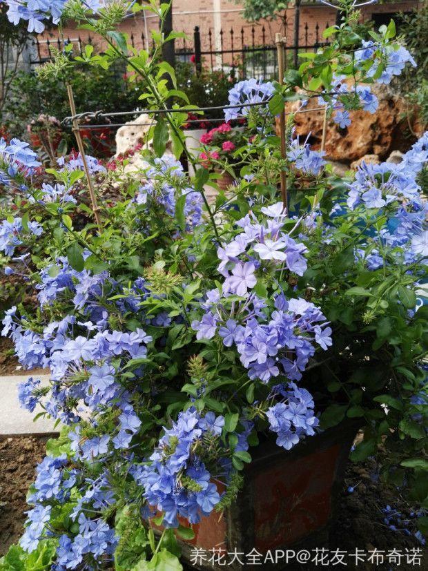 夏天施肥不能停, 浇水加点料, 根肥叶绿花呼呼开!