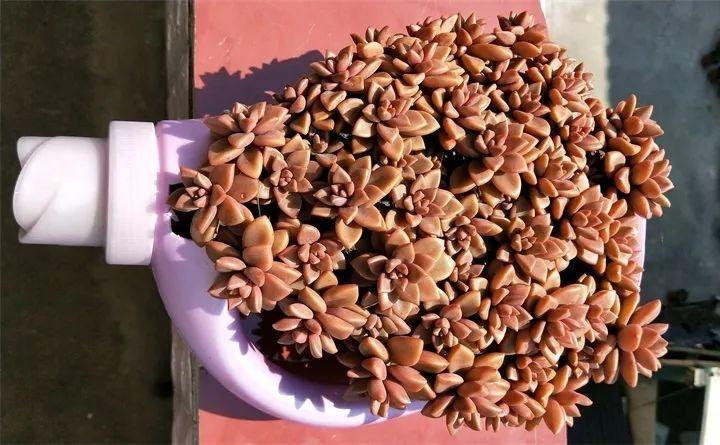 1个废旧洗衣液瓶, 就这么剪一刀, 被她种了100棵多肉!