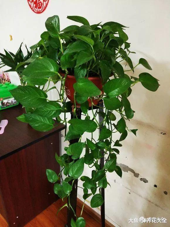 现在开始养这几种植物, 明年就能看到瀑布一样的花海!