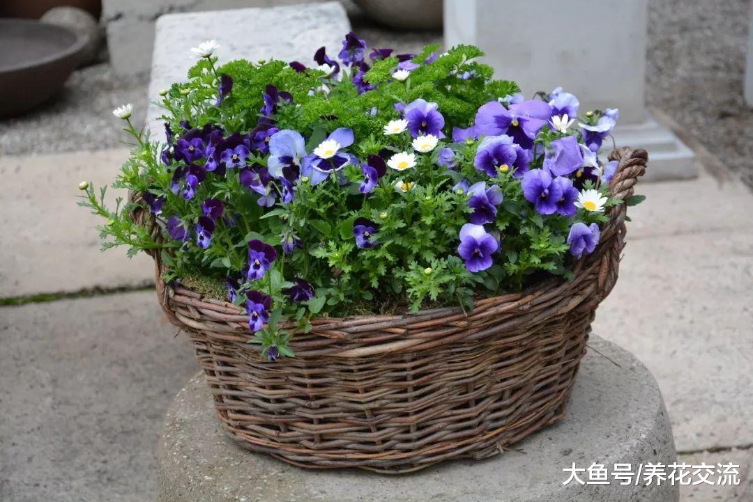 春天开花的8种花卉, 阳台变得五彩缤纷, 你种了哪几种呢?