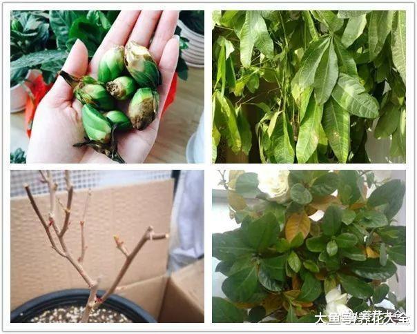 烂根的花盆底垫点料, 再也不烂根, 叶子绿的冒油!