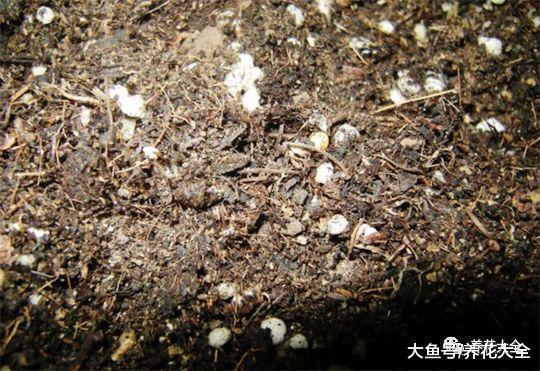不小心碰掉了花枝子, 往盆里一插, 生根又长出一棵!