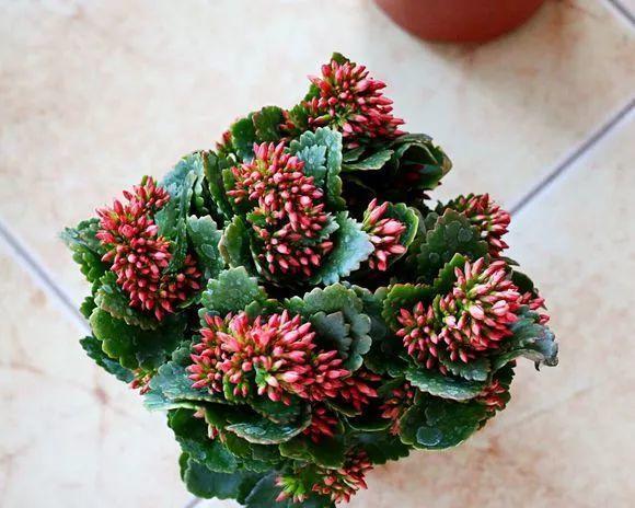 这10种花就是“大胃王”, 土里加点料, 叶子又肥又胖直窜芽!