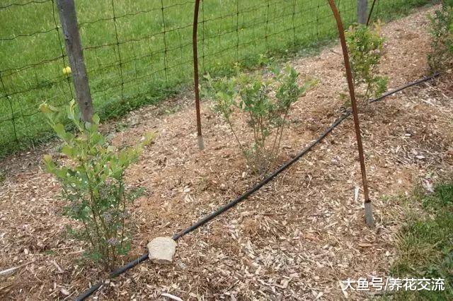 有这些方法保护家里的花草, 再也不怕它们被虫子吃掉了