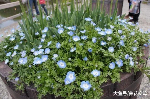 很少花友会知道的5种观赏花卉, 认识一种就算老园丁了