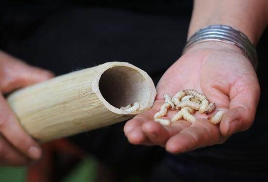 农民大叔上山意外挖到宝贝 据说一斤2000元还很抢手