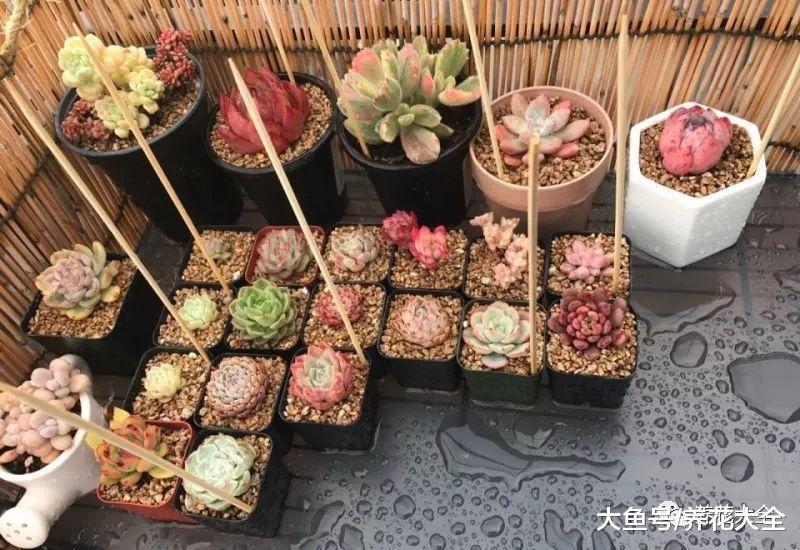多肉度夏小妙招, 给它搭个棚, 防雨还防鸟!