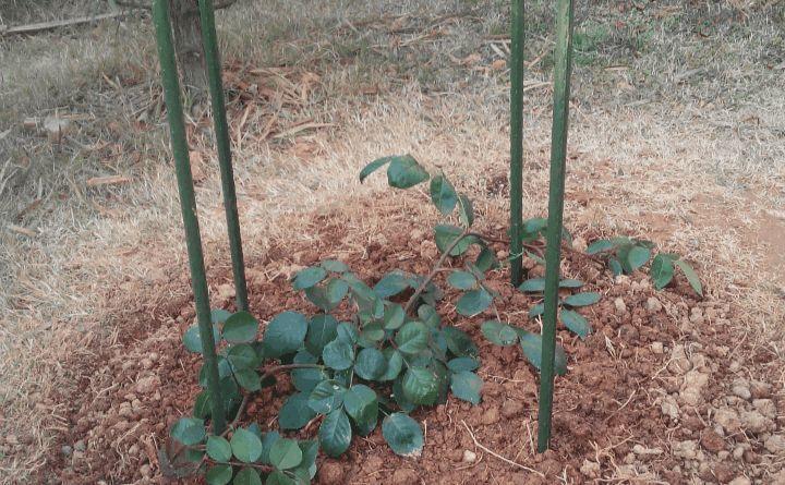 用铁丝支个架, 月季1月蹿2米, 拦都拦不住!