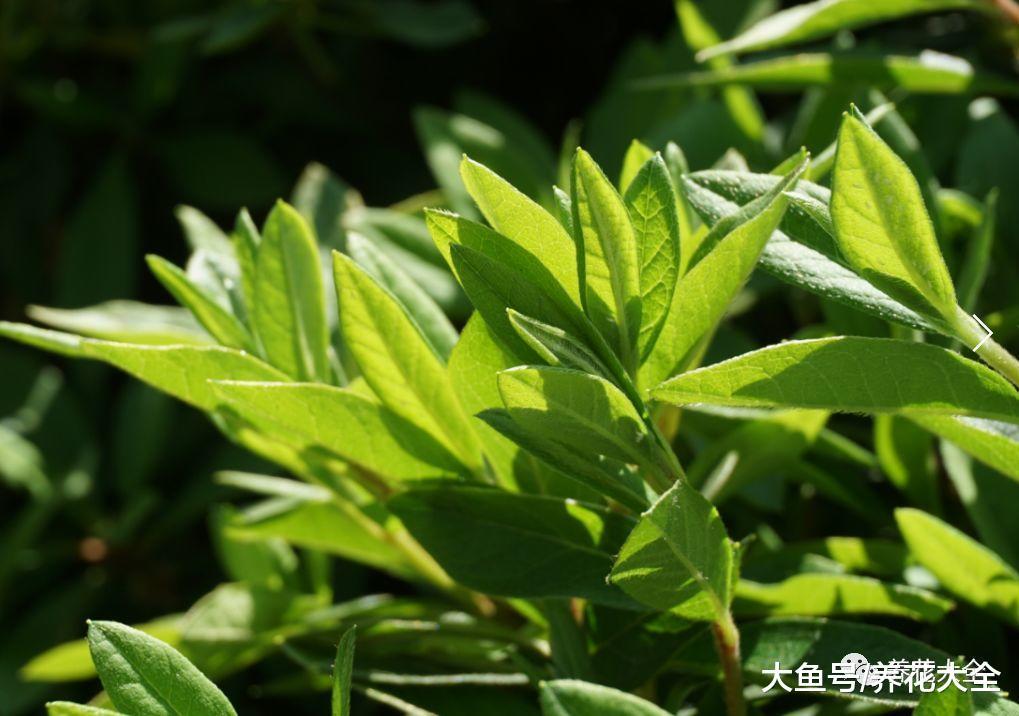 杜鹃浇水的时候加点这个, 不但不黄叶, 年年都开花!