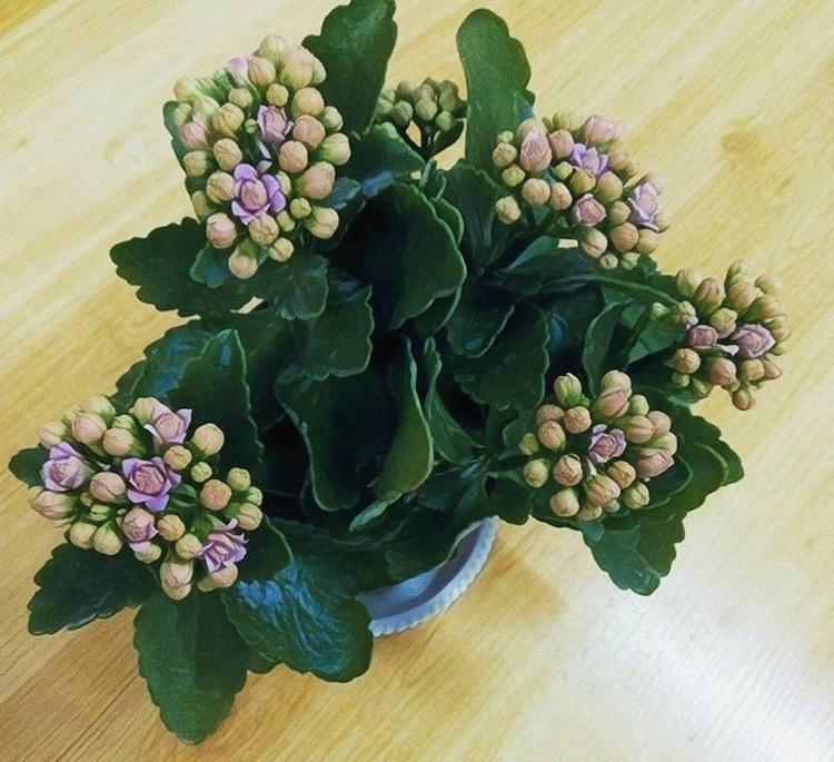 立秋扦插长寿花, “难成活”? 那是没用这种“水”, 蘸一下爆一盆