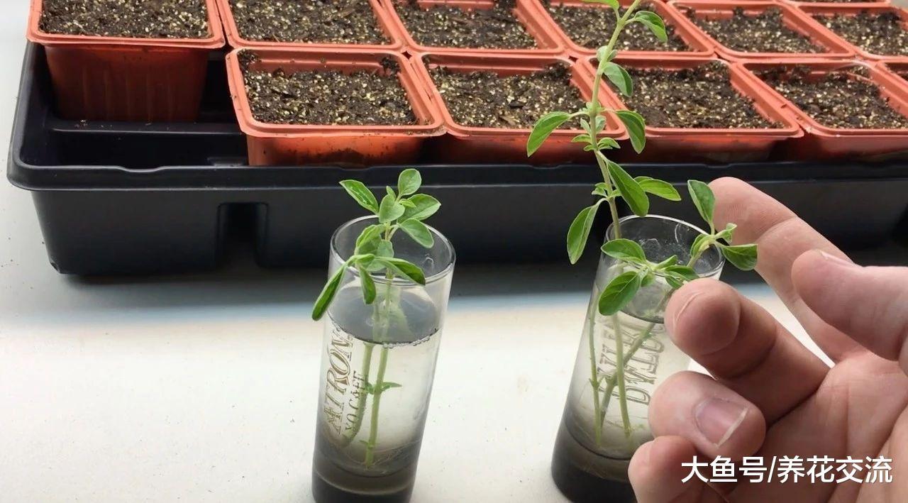 盆栽养护的9种香草植物, 剪一段插水里就能生根发芽