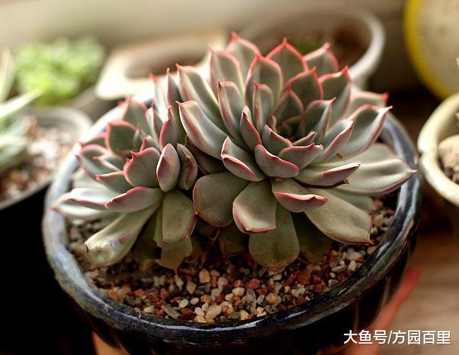 经典红边多肉植物——猎户座