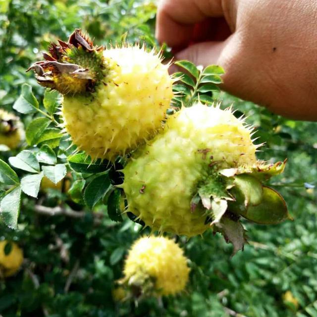 女人过40岁, 有钱没钱多吃这些“天然食物”, 营养解馋, 受益无穷