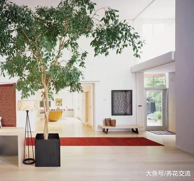 为什么现在越来越少人在家里养盆栽垂叶榕?