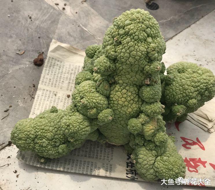 这些多肉, 虽然长得离谱, 却是肉界的爱马仕!