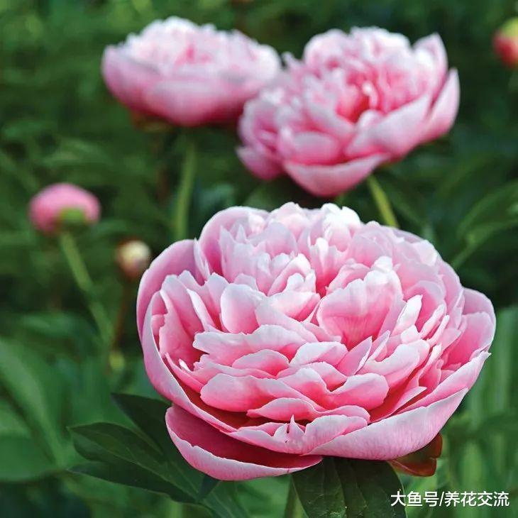 这些花卉都是极其耐寒的植物, 养在院子里越冬也没有关系